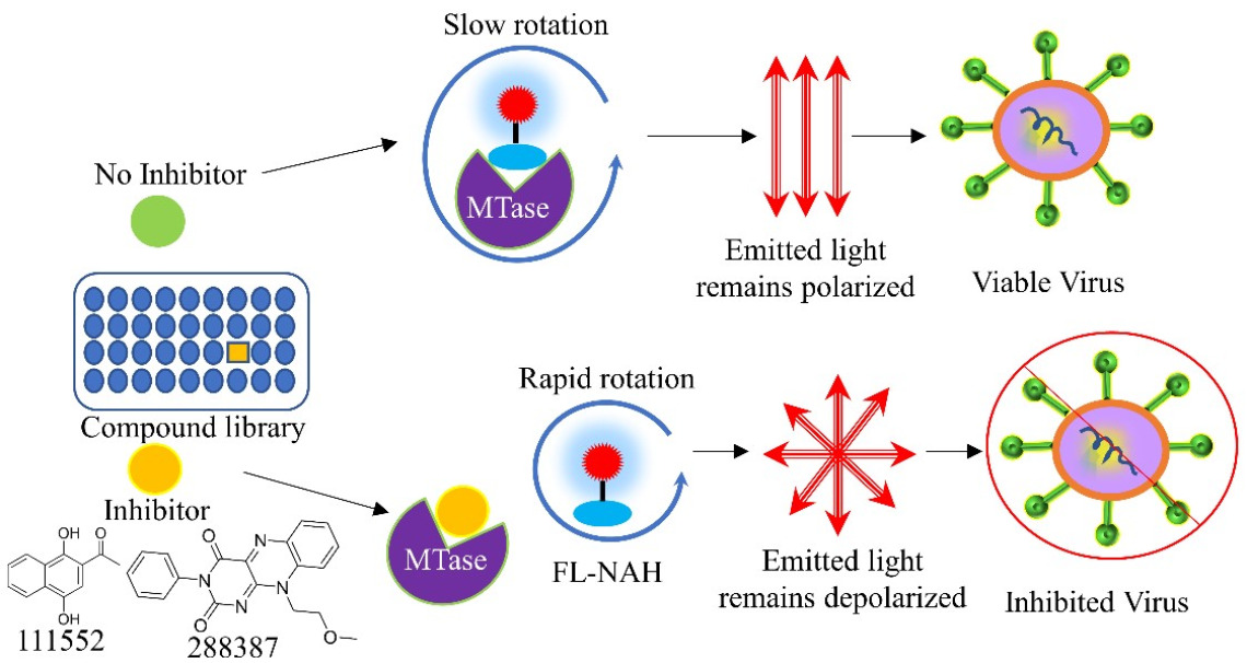 Broad-spectrum inhibitors against viral methyltransferases