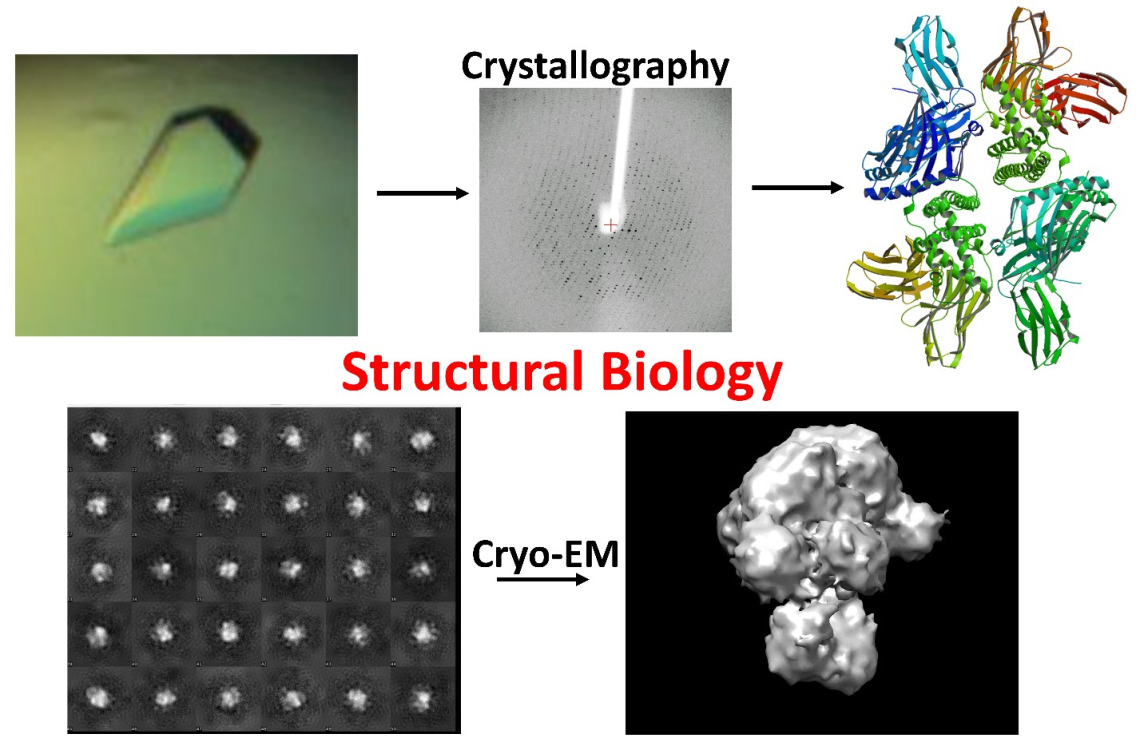 Structural and functional studies of enzymes involved in human diseases