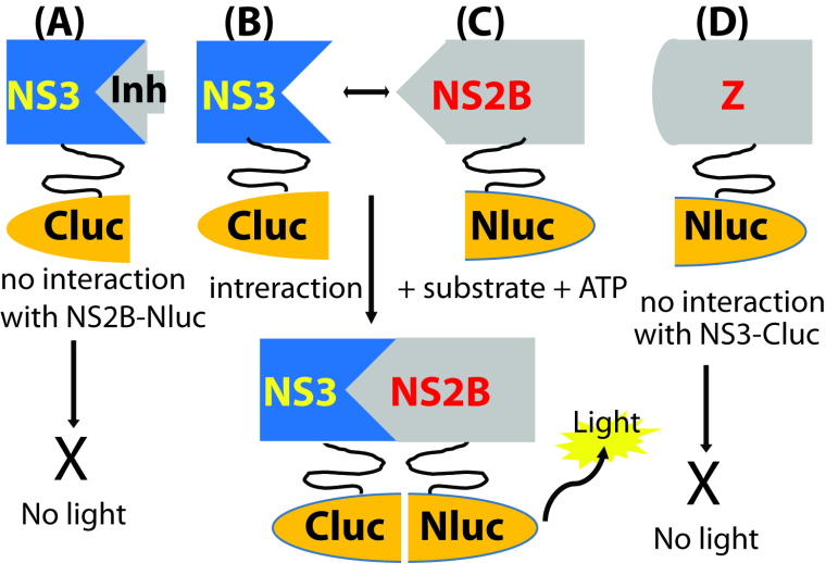 Inhibitors of flavivirus NS2B-NS3 protease complex