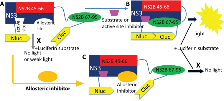 Inhibitors of flavivirus NS2B-NS3 protease complex