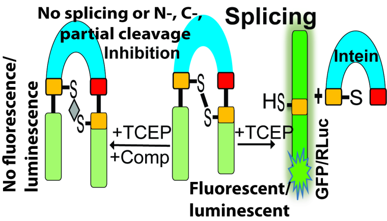 Intein: Structure, function and inhibitors